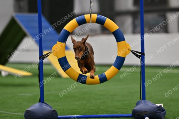 Carol-Moore-Derby-13134