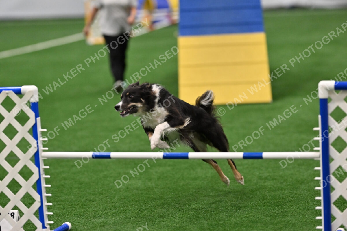 Carolyn-Lincoln-Mickey-06965