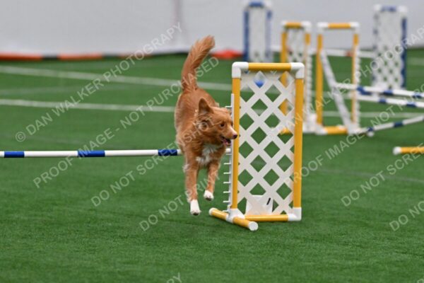 Cindy-Fink-Basil-02799