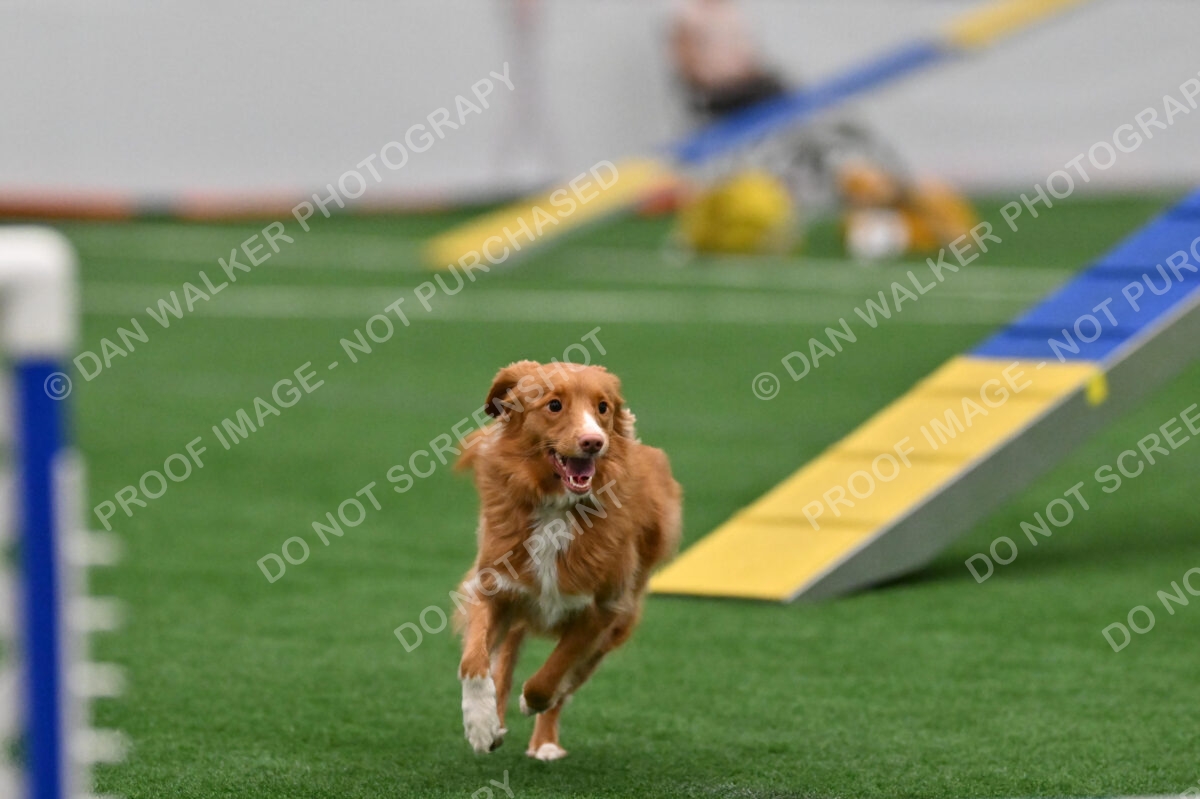 Cindy-Fink-Basil-06477