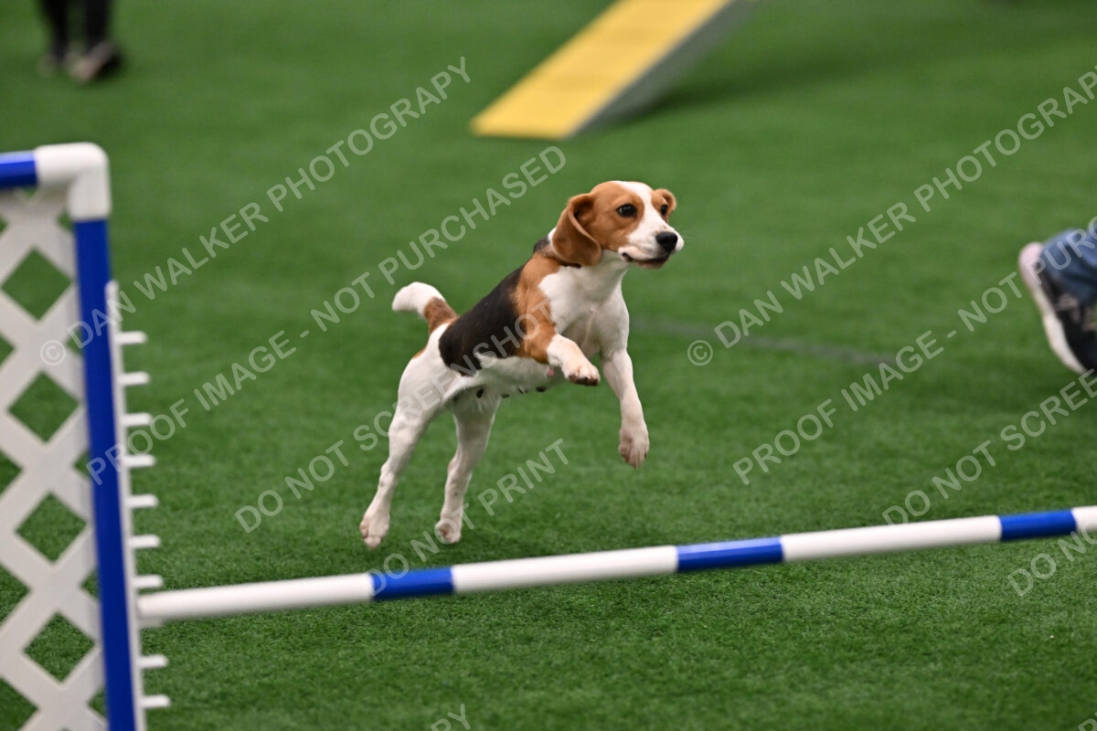 Debra-Wigal-Ruby-04033