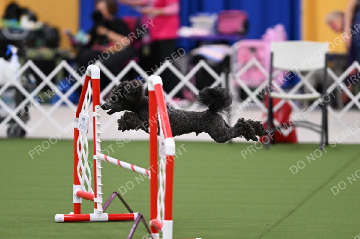 DJW_2973