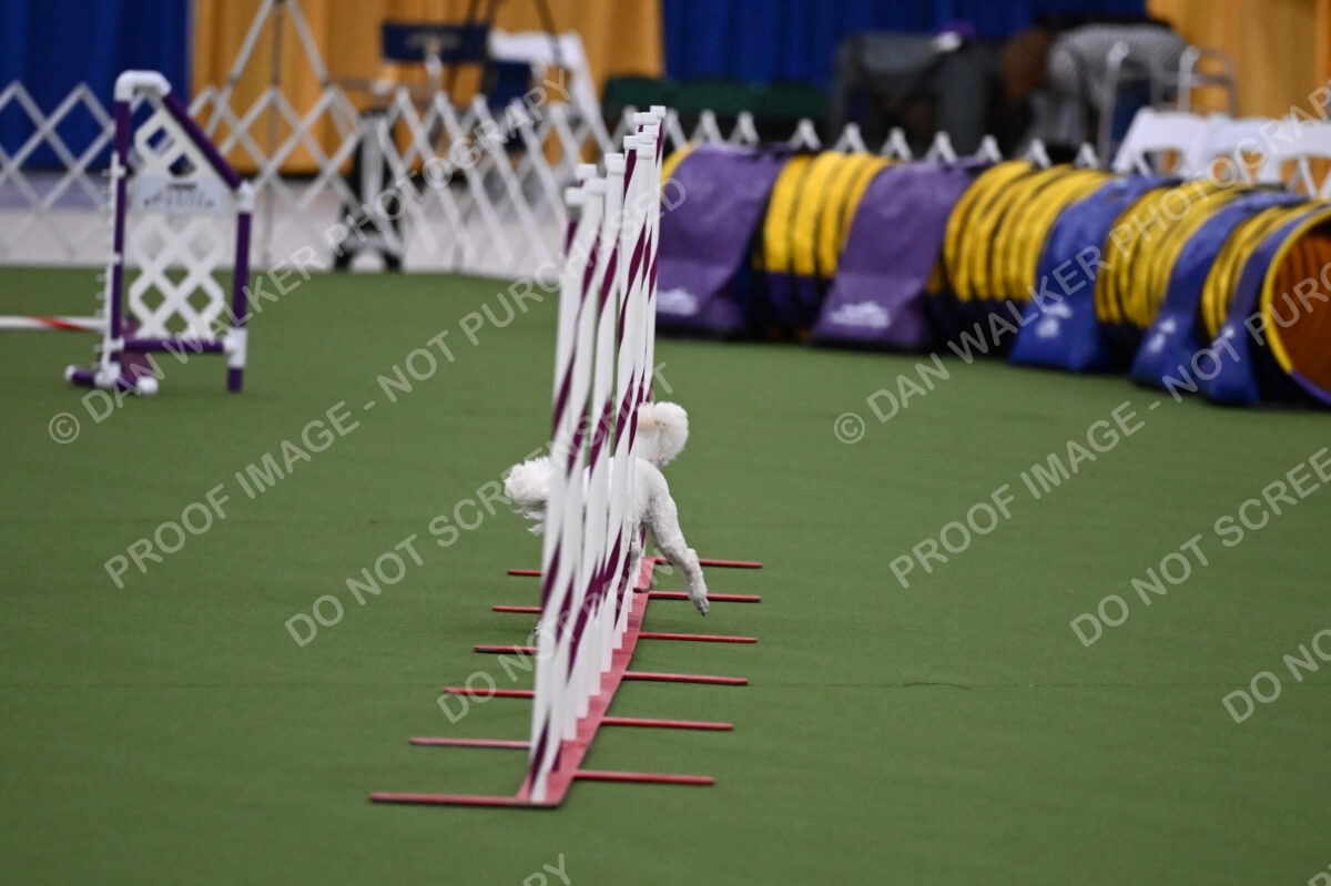 DJW_6229