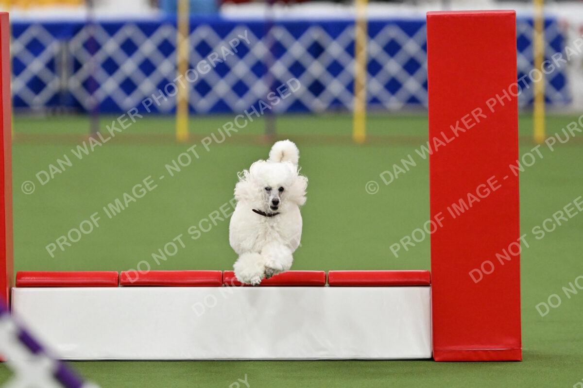 MAS-EX-STD-12-Inch_5828