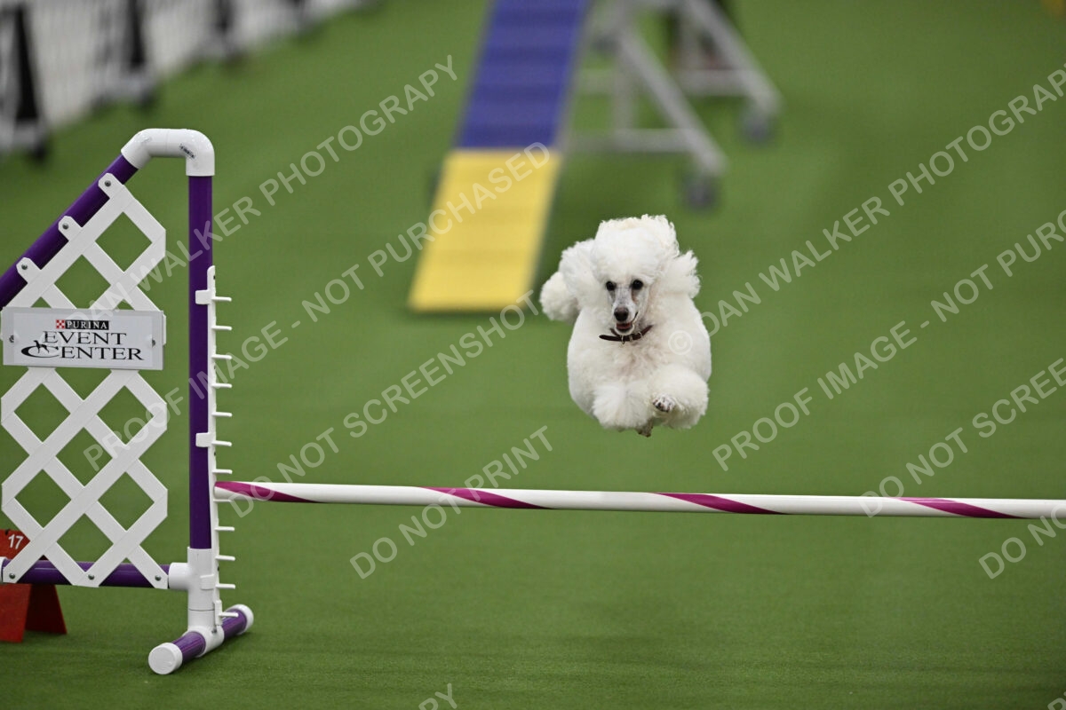 MAS-EX-STD-12-Inch_5851