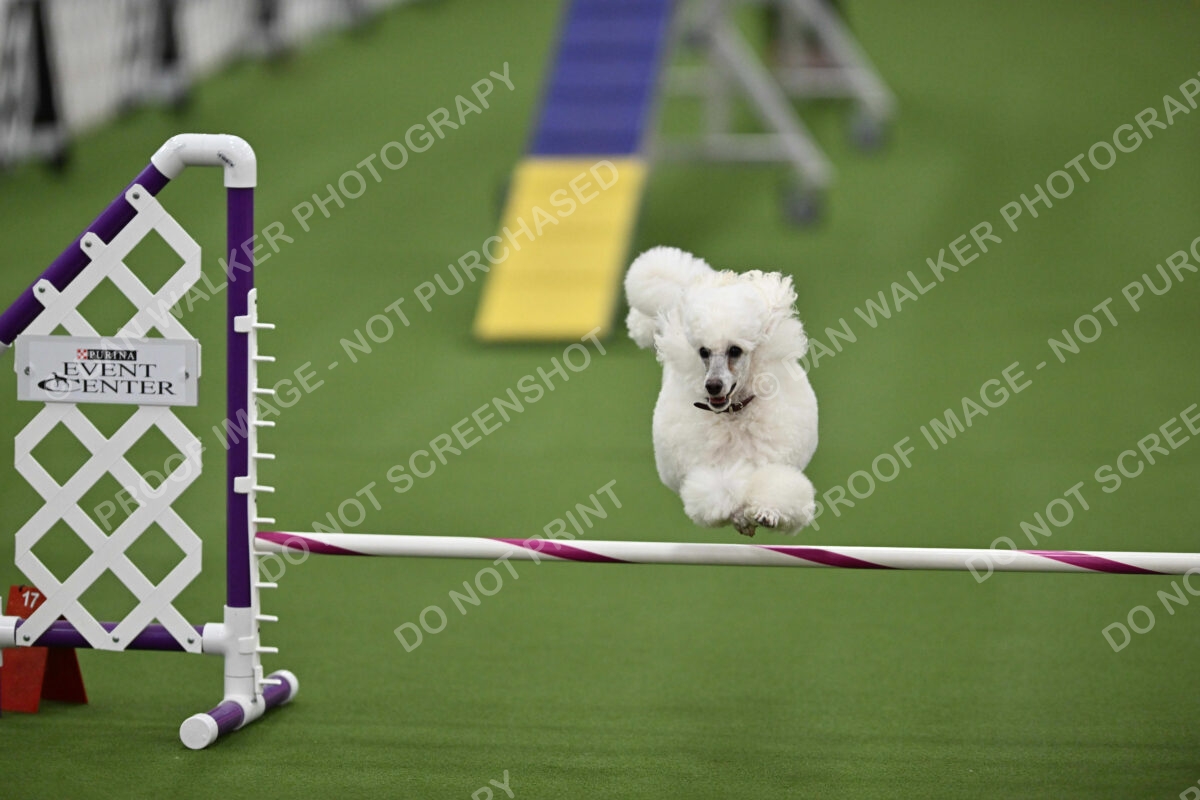 MAS-EX-STD-12-Inch_5852