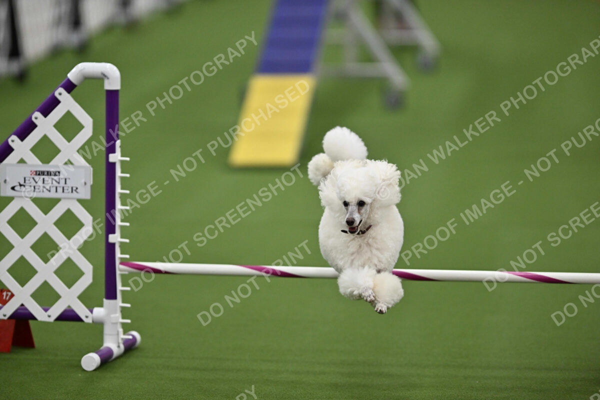 MAS-EX-STD-12-Inch_5853