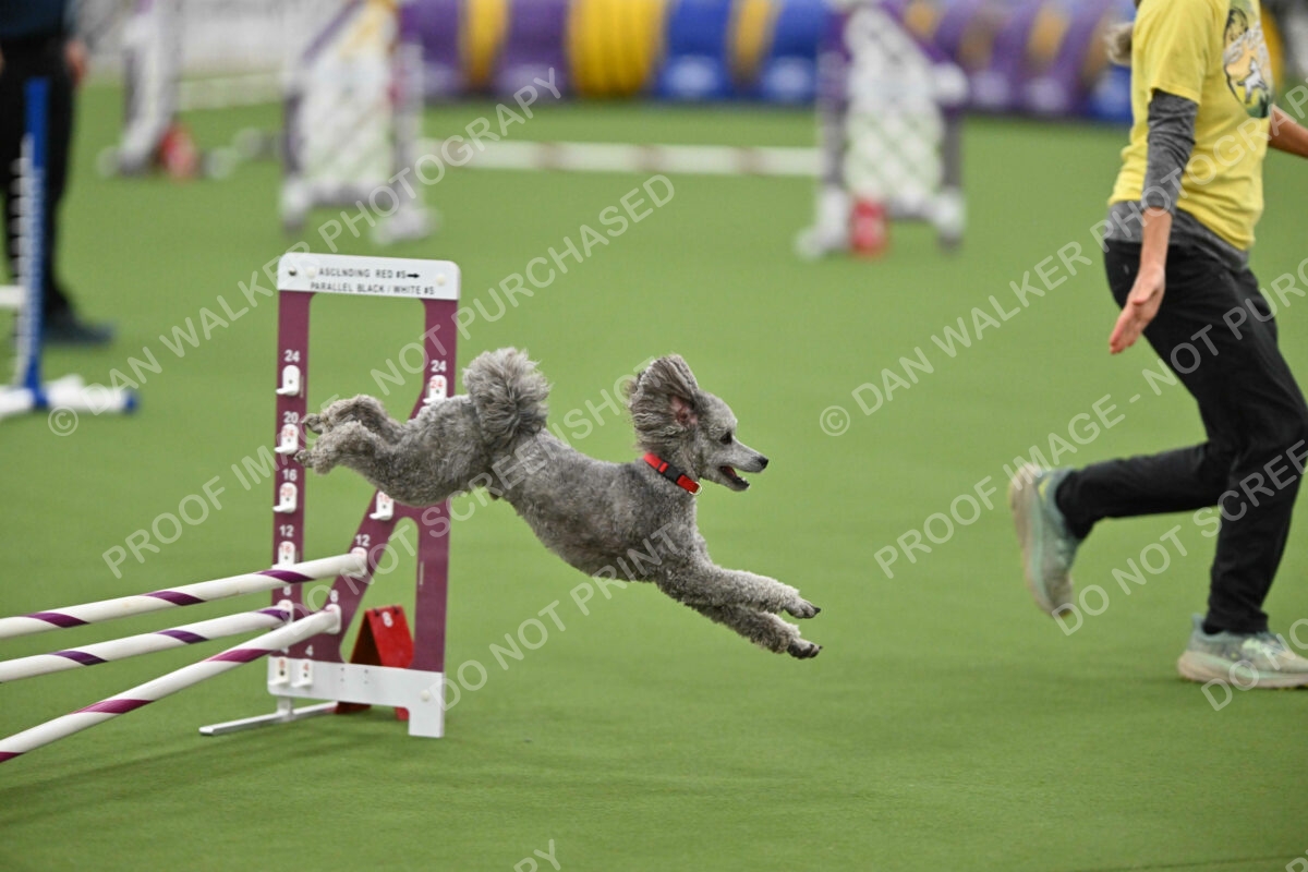 MAS-EX-STD-12-Inch_5931