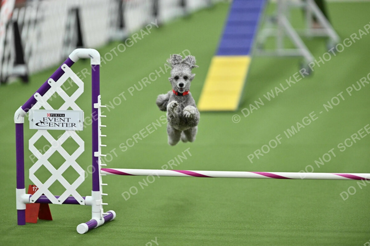 MAS-EX-STD-12-Inch_5947