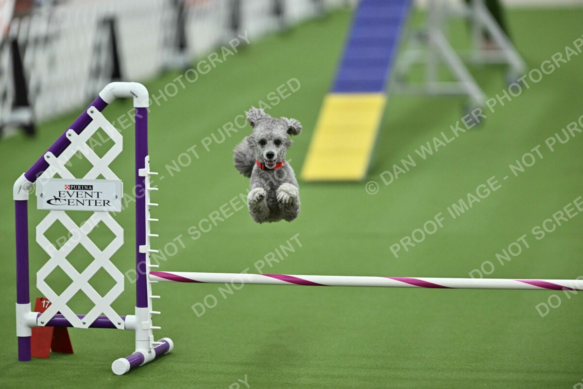 MAS-EX-STD-12-Inch_5948