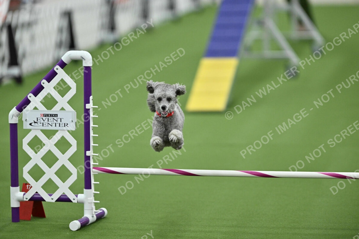 MAS-EX-STD-12-Inch_5949