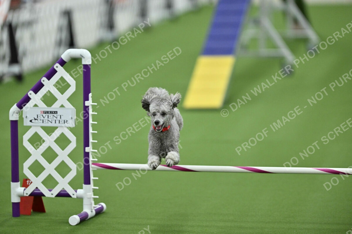 MAS-EX-STD-12-Inch_5950