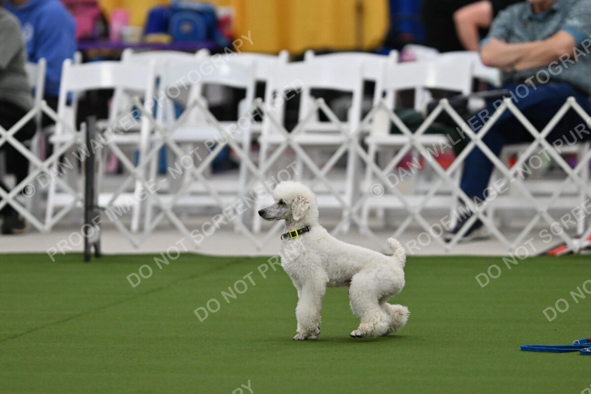 MAS-EX-STD-12-Inch_6016