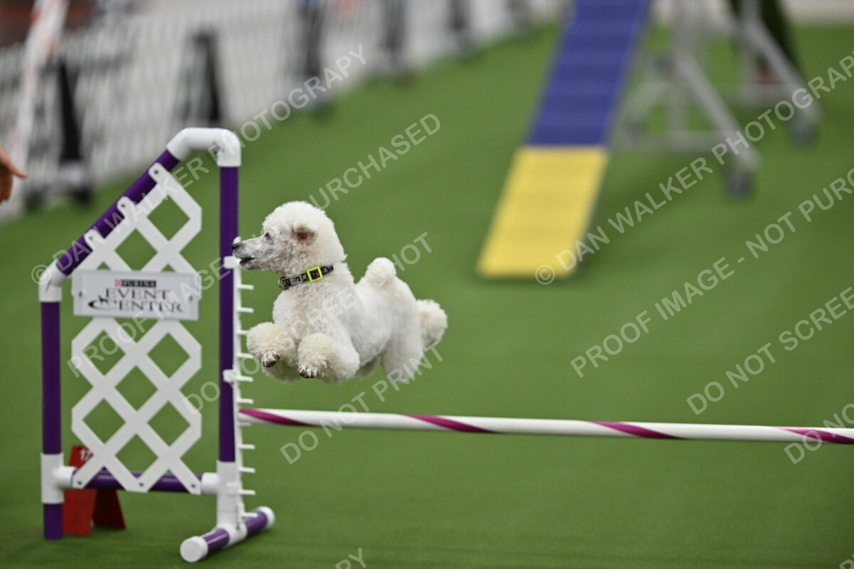 MAS-EX-STD-12-Inch_6067