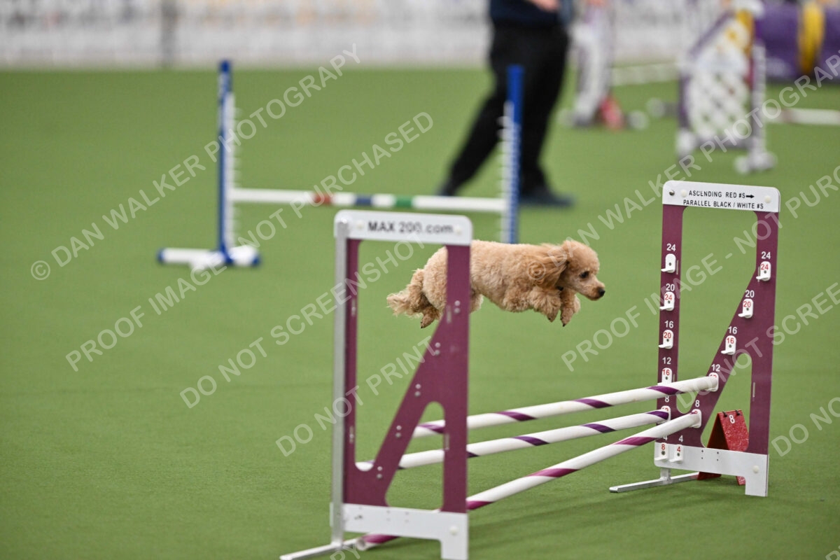 MAS-EX-STD-12-Inch_6095