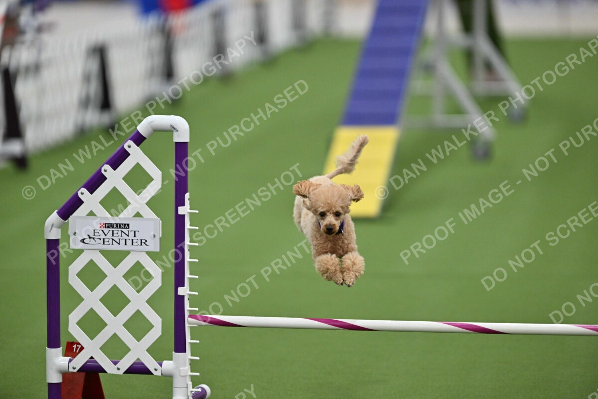 MAS-EX-STD-12-Inch_6112