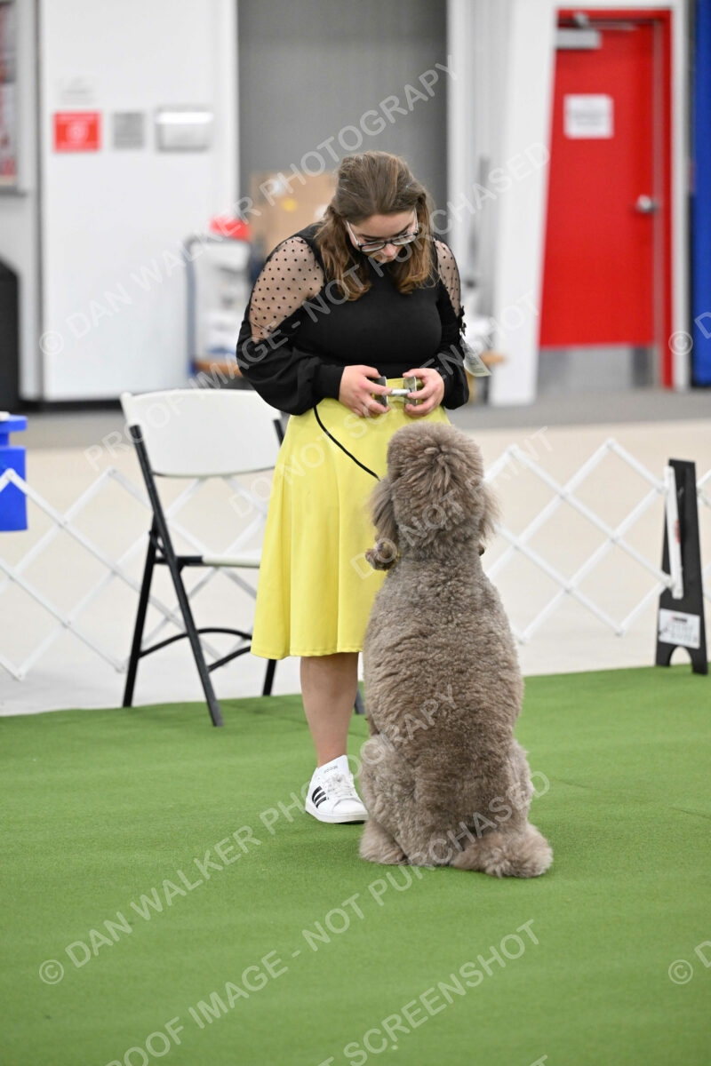 Ring-1-Afternoon-Obedience_2269