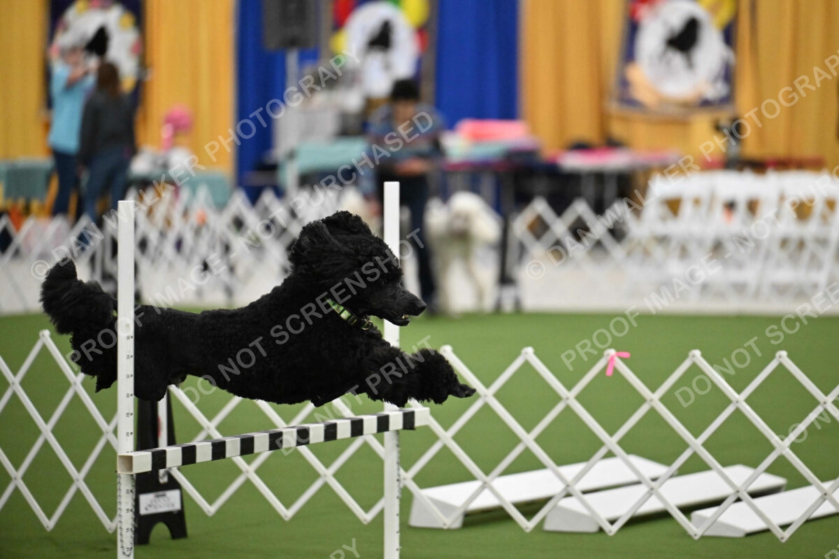 Ring-2-Morning-Obedience_0593