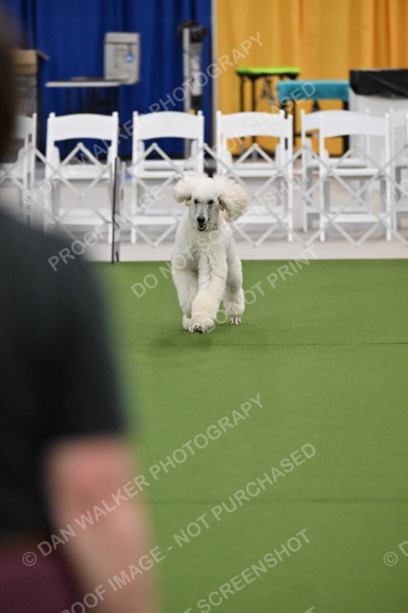 Ring-2-Morning-Obedience_1203