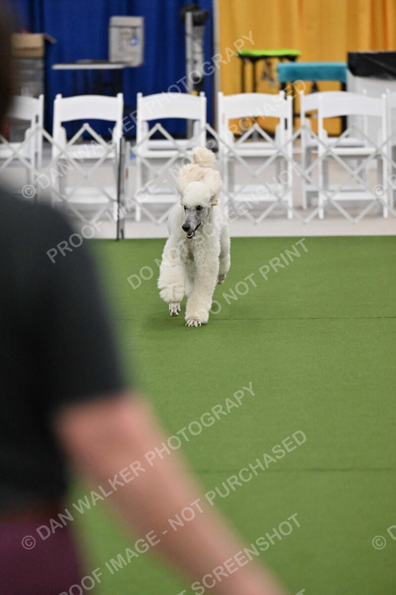 Ring-2-Morning-Obedience_1204