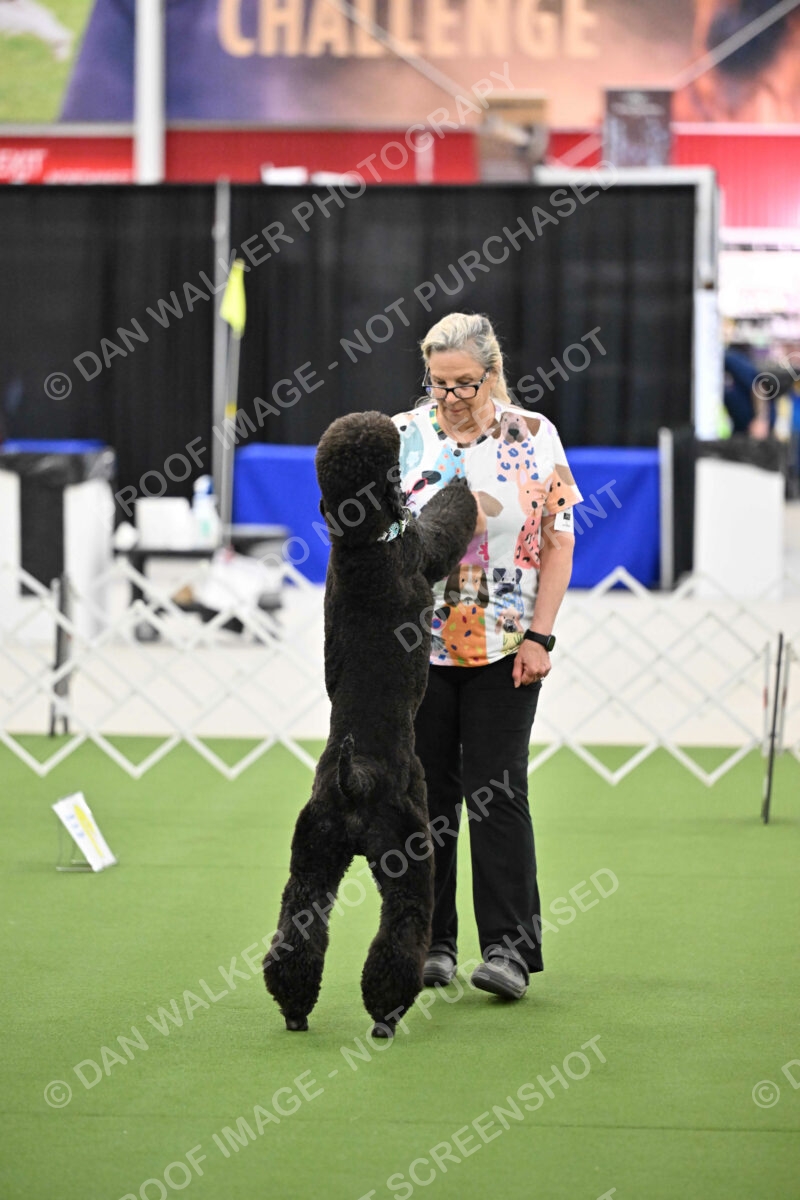 Ring-3-Morning-Obedience_1278