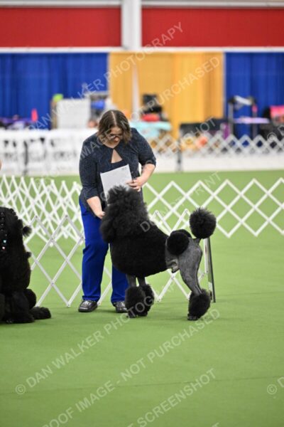 Parade-of-Titles_2703