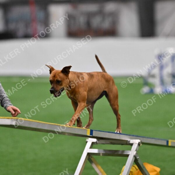 Amber-Britta-Nielsen-03796