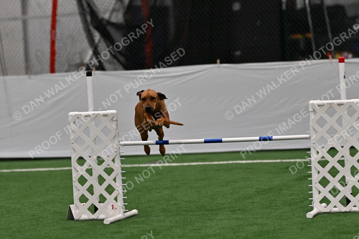 Buttercup-Alexandra-Hart-05346