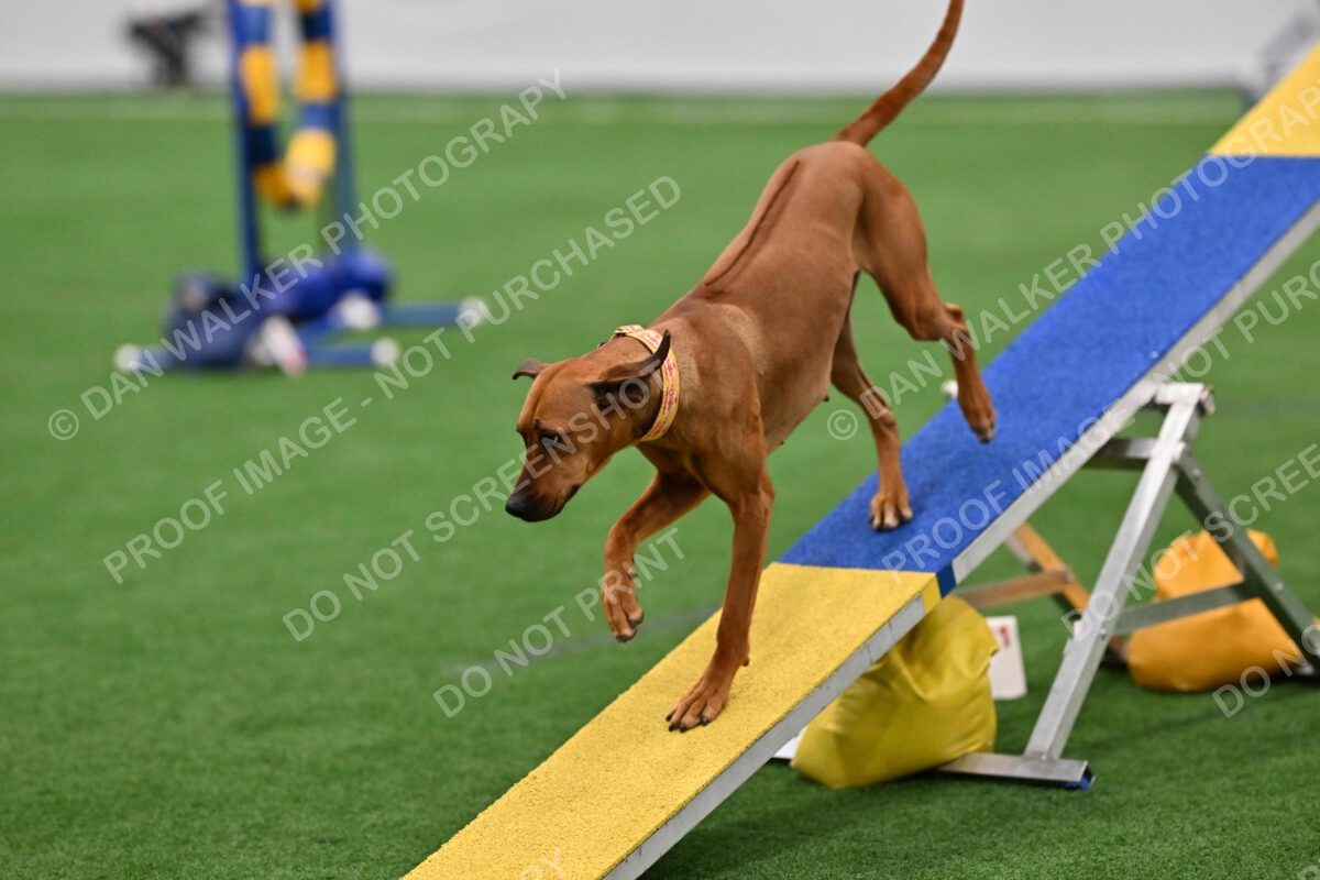 Buttercup-Alexandra-Hart-05359