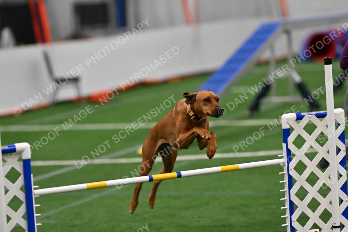 Buttercup-Alexandra-Hart-05368