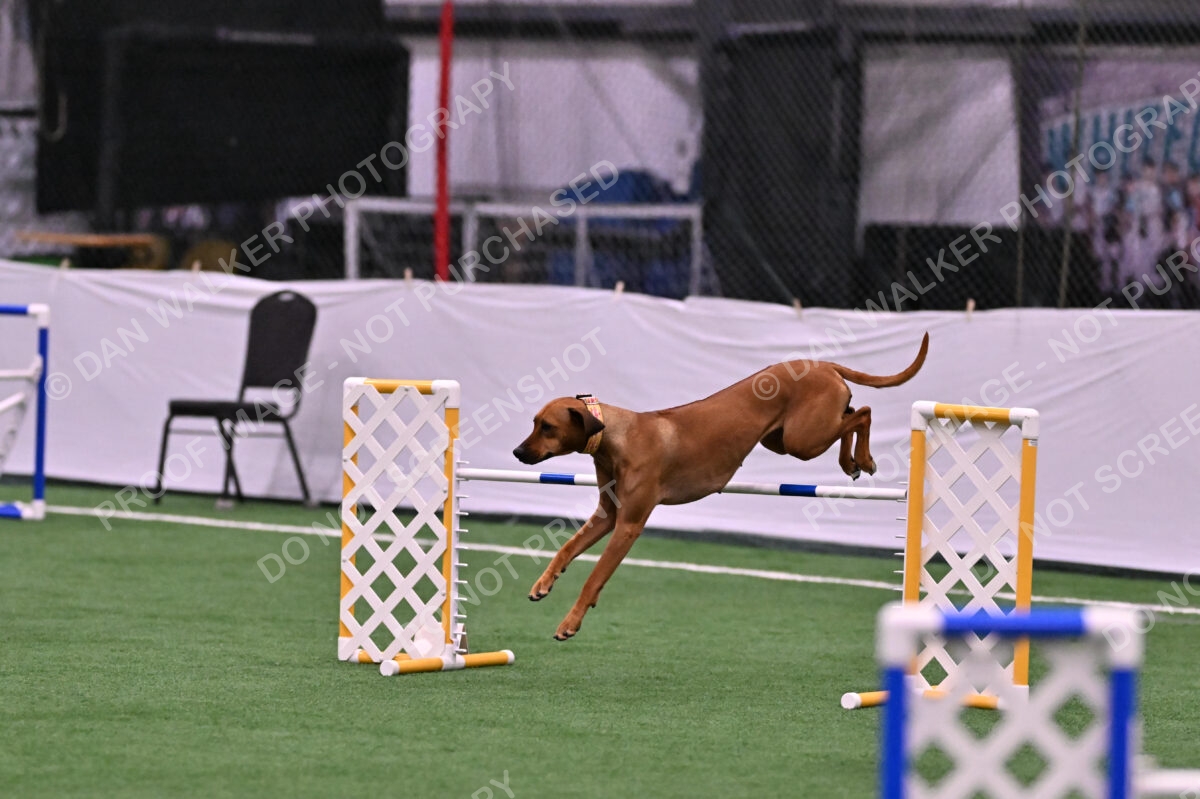 Buttercup-Alexandra-Hart-05382