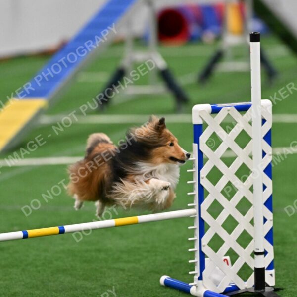 Chia-Diane-Loeffert-03449