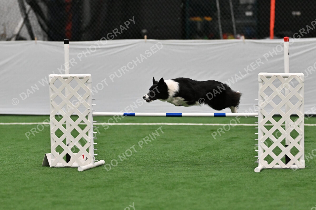 Clue-Caitlin-Zilla-07163