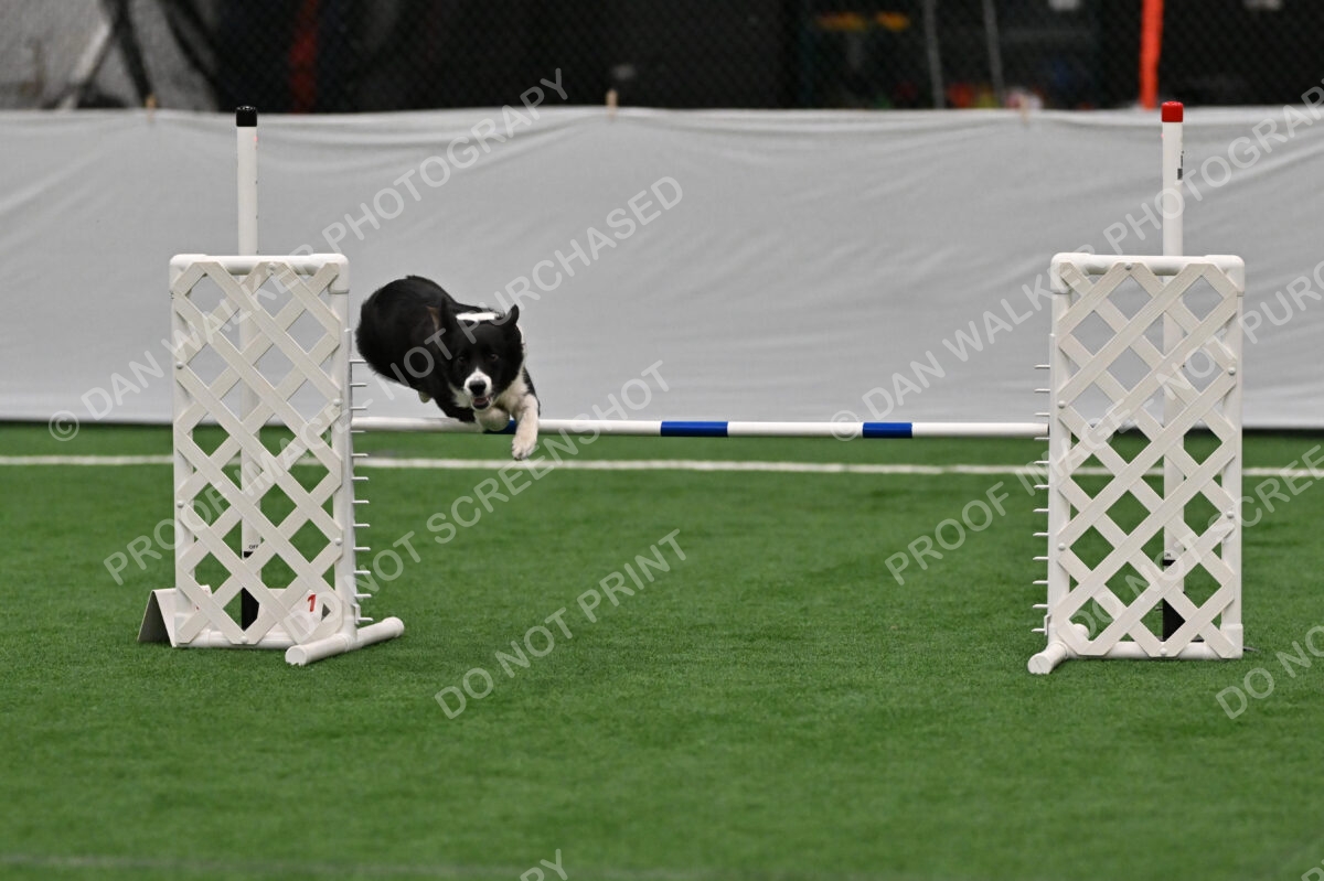 Clue-Caitlin-Zilla-07167