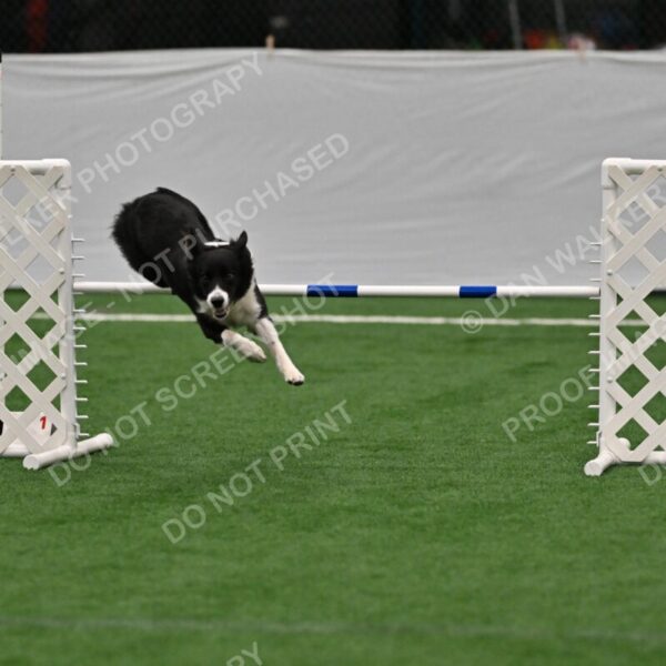 Clue-Caitlin-Zilla-07168