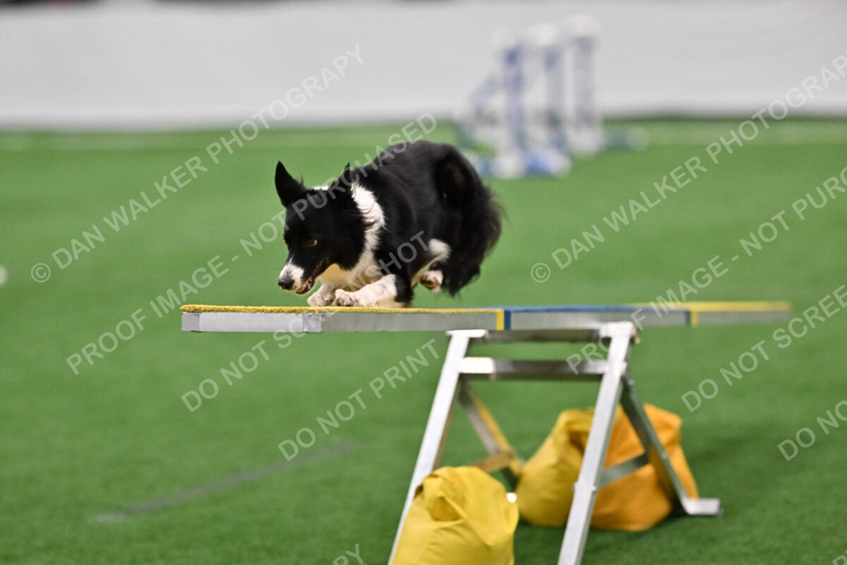 Clue-Caitlin-Zilla-07175