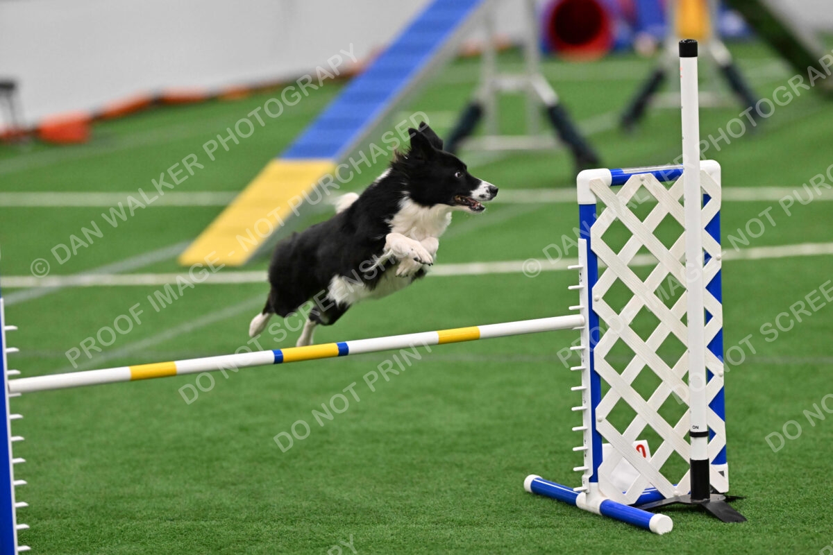 Clue-Caitlin-Zilla-07185