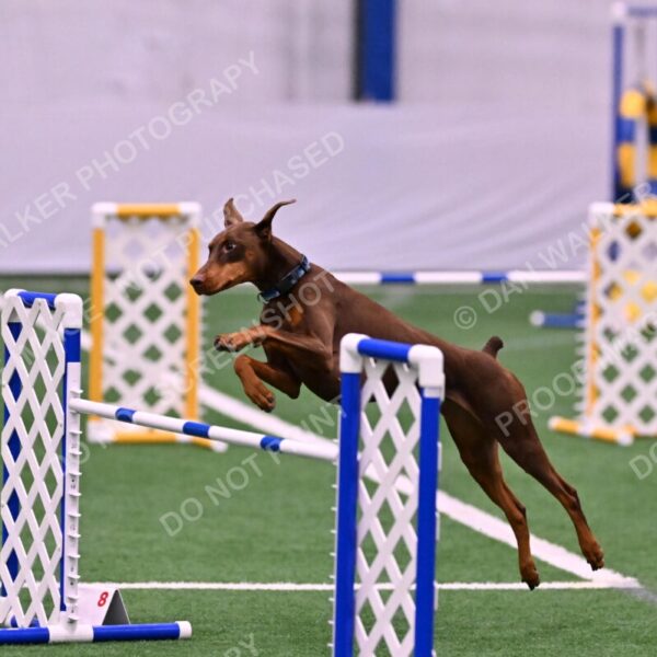 Derby-Carol-Moore-06050