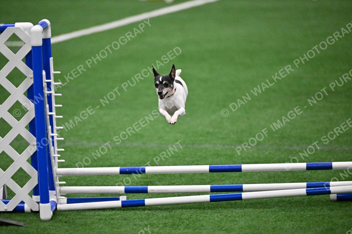 Jedi-Tim-Kim-Dillon-00304