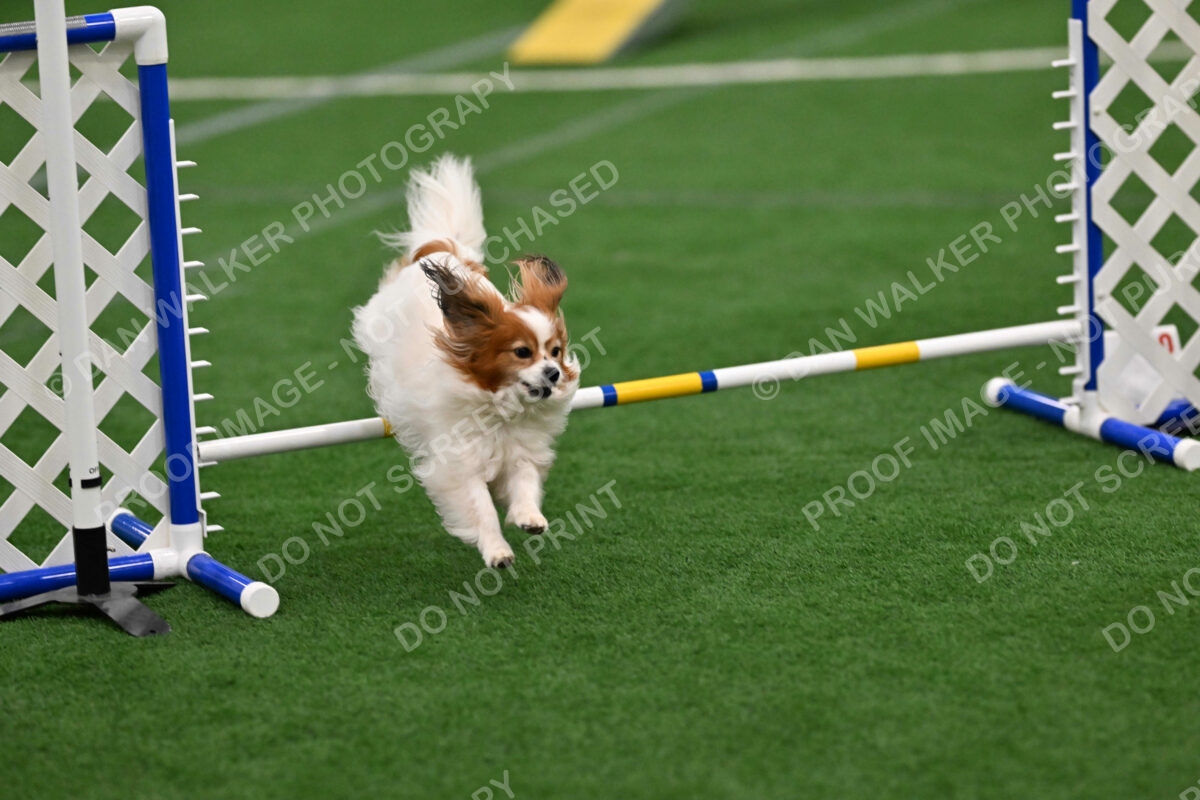 Boomer-Ramona-Cartwright-00379