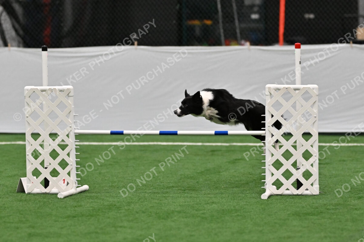 Clue-Caitlin-Zilla-07162