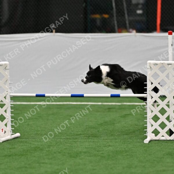 Clue-Caitlin-Zilla-07162