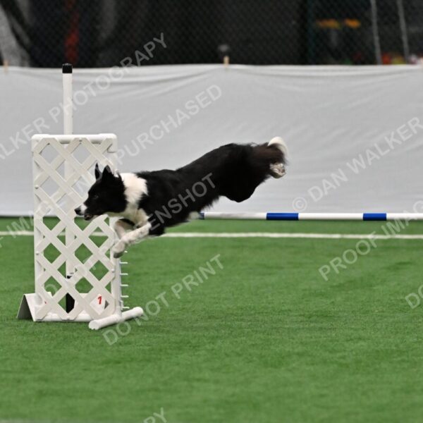 Clue-Caitlin-Zilla-07165