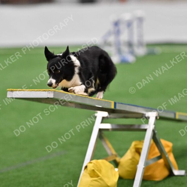 Clue-Caitlin-Zilla-07174