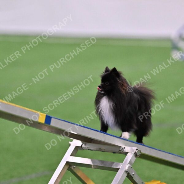 Kuro-Chasidy-DelBalso-08974