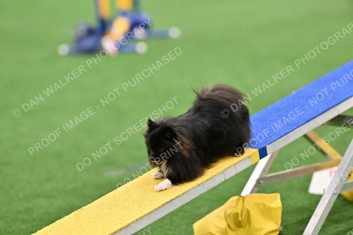 Kuro-Chasidy-DelBalso-08983
