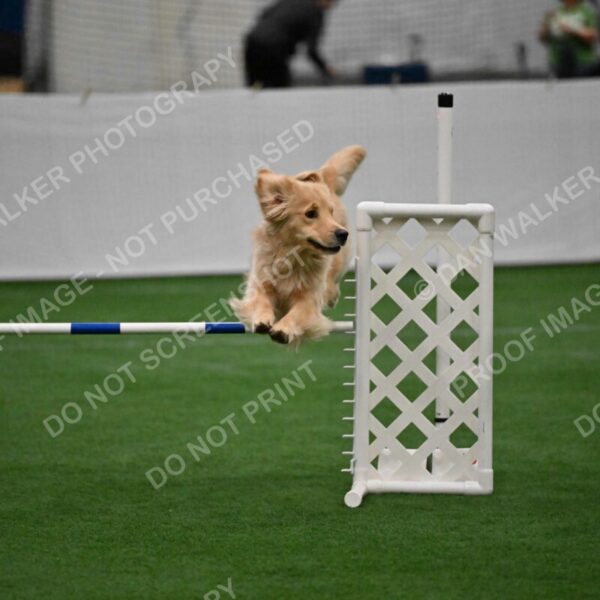 Perry-Steve-Dori-Likevich-08505
