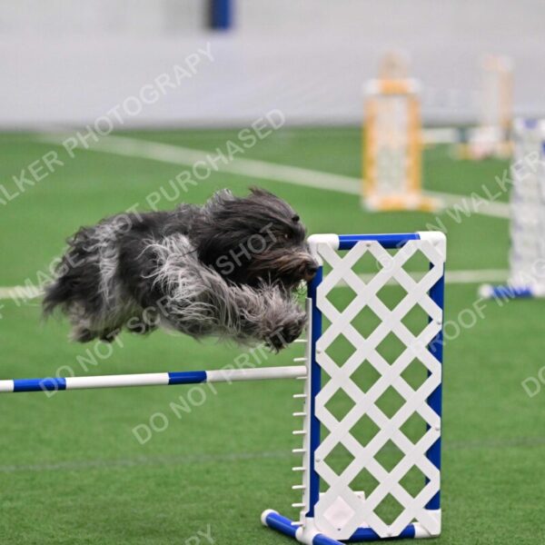 Polo-Alison-Carr-04669