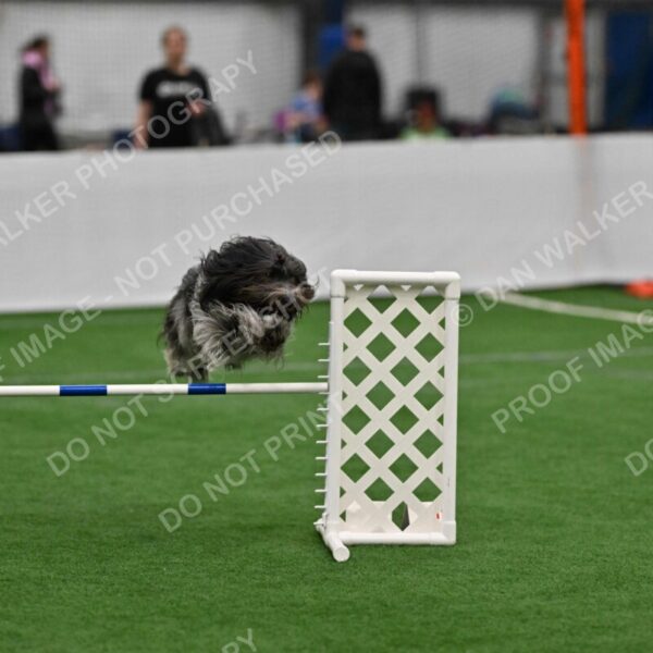 Polo-Alison-Carr-04691