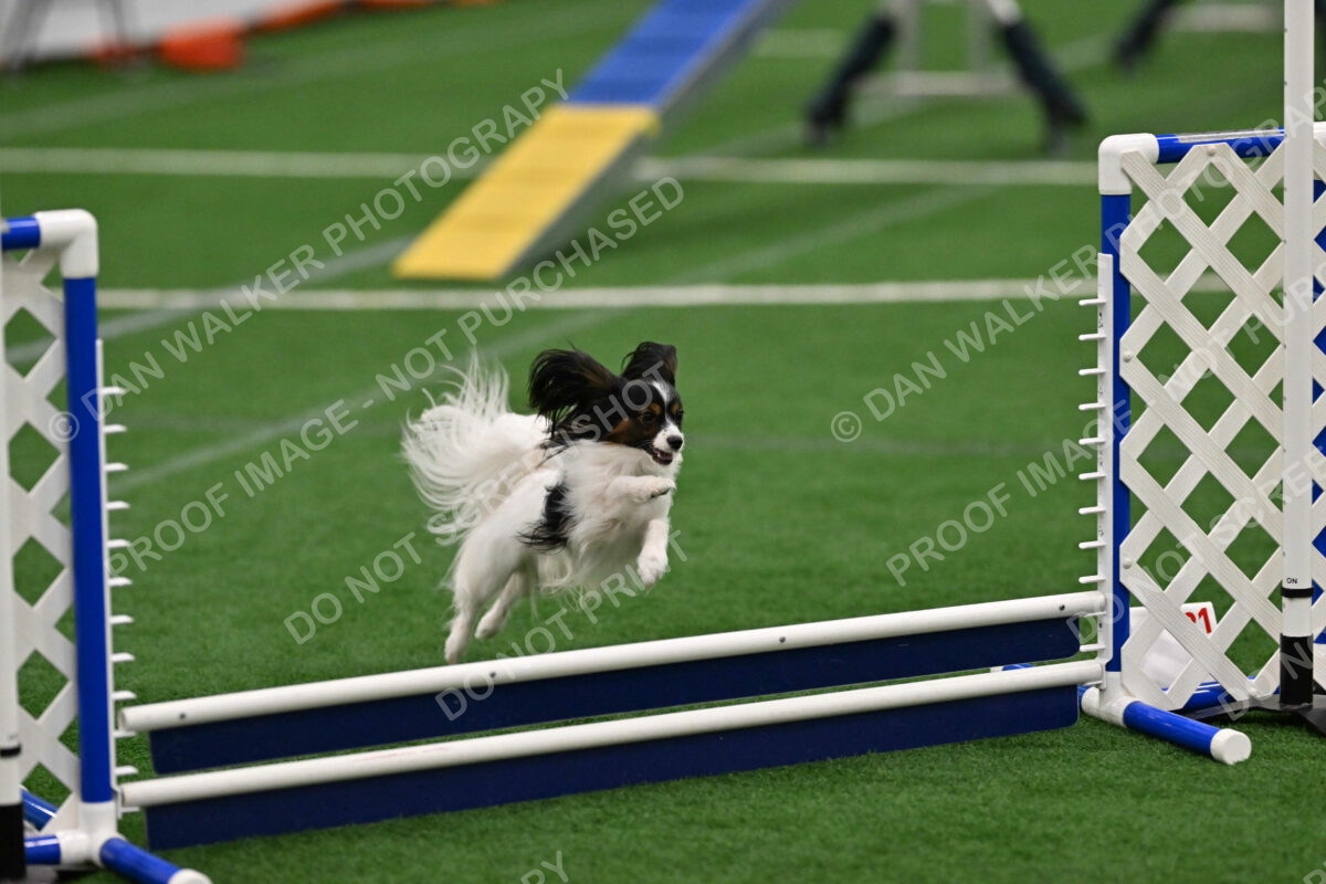 Sparky-Denise-Schneider-07759